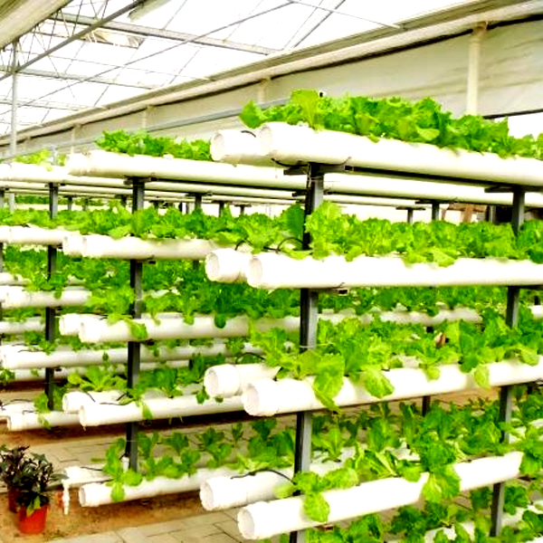 Outdoor Hydroponic Tower Grow  - Hydroponic Tower 评论和价格