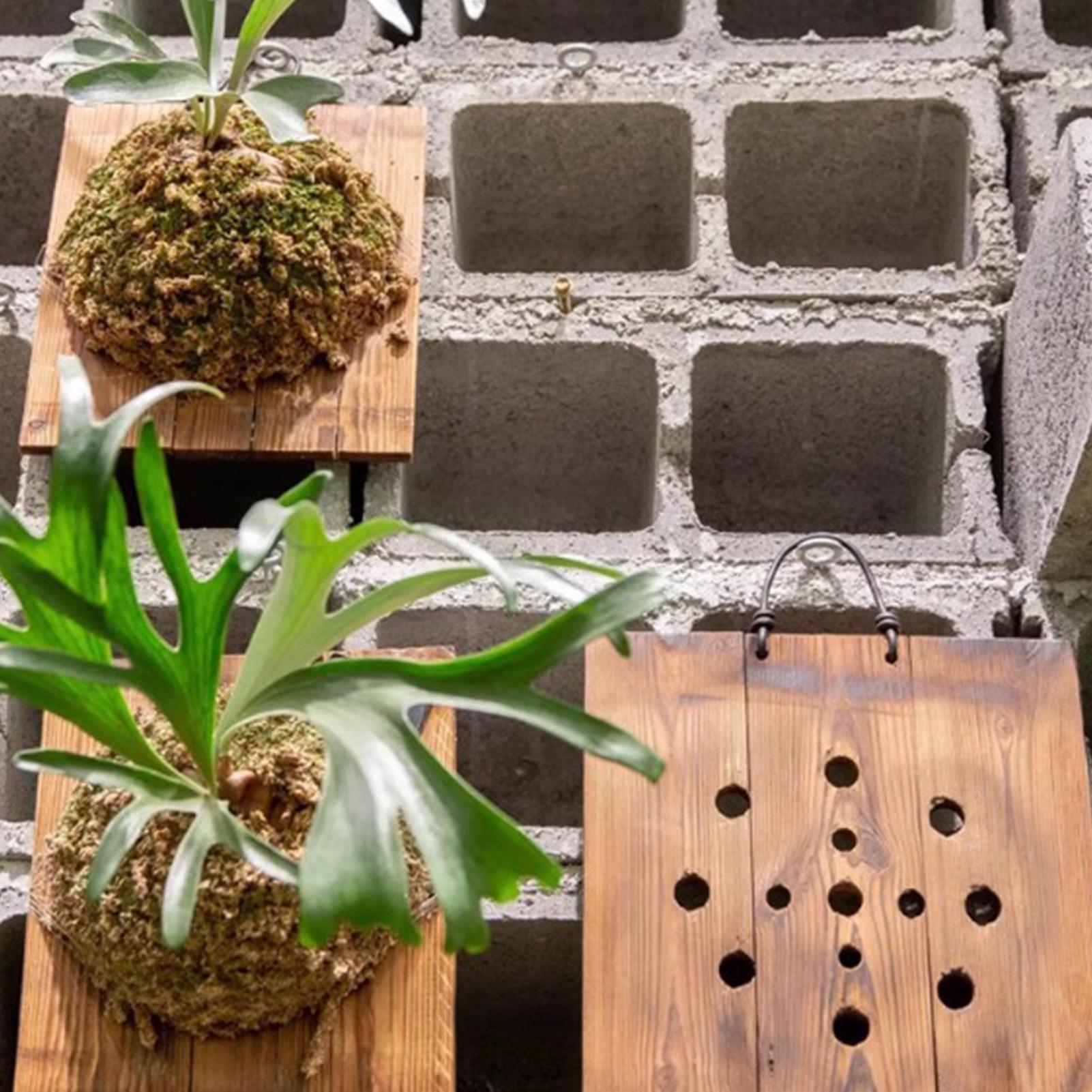 Staghorn Fern Wall Mount Board - Indoor Garden Kit 评论和价格
